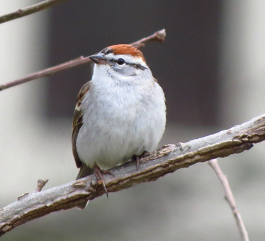 Chipping Sparrow 127th Synagogue 4_3_2014